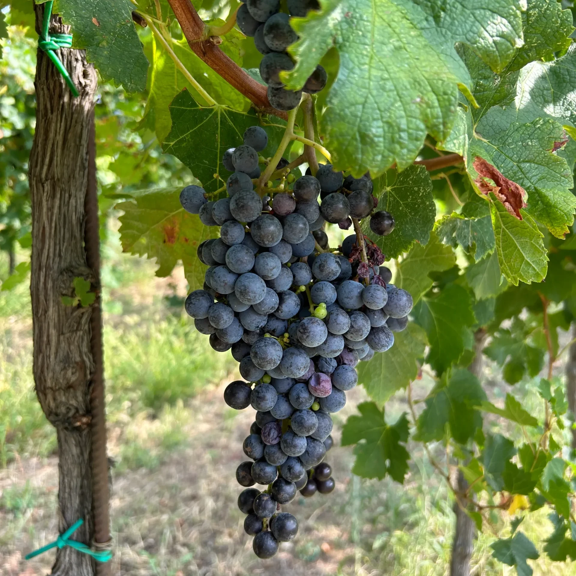 vigne oltrepò pavese azienda agricola orlandi