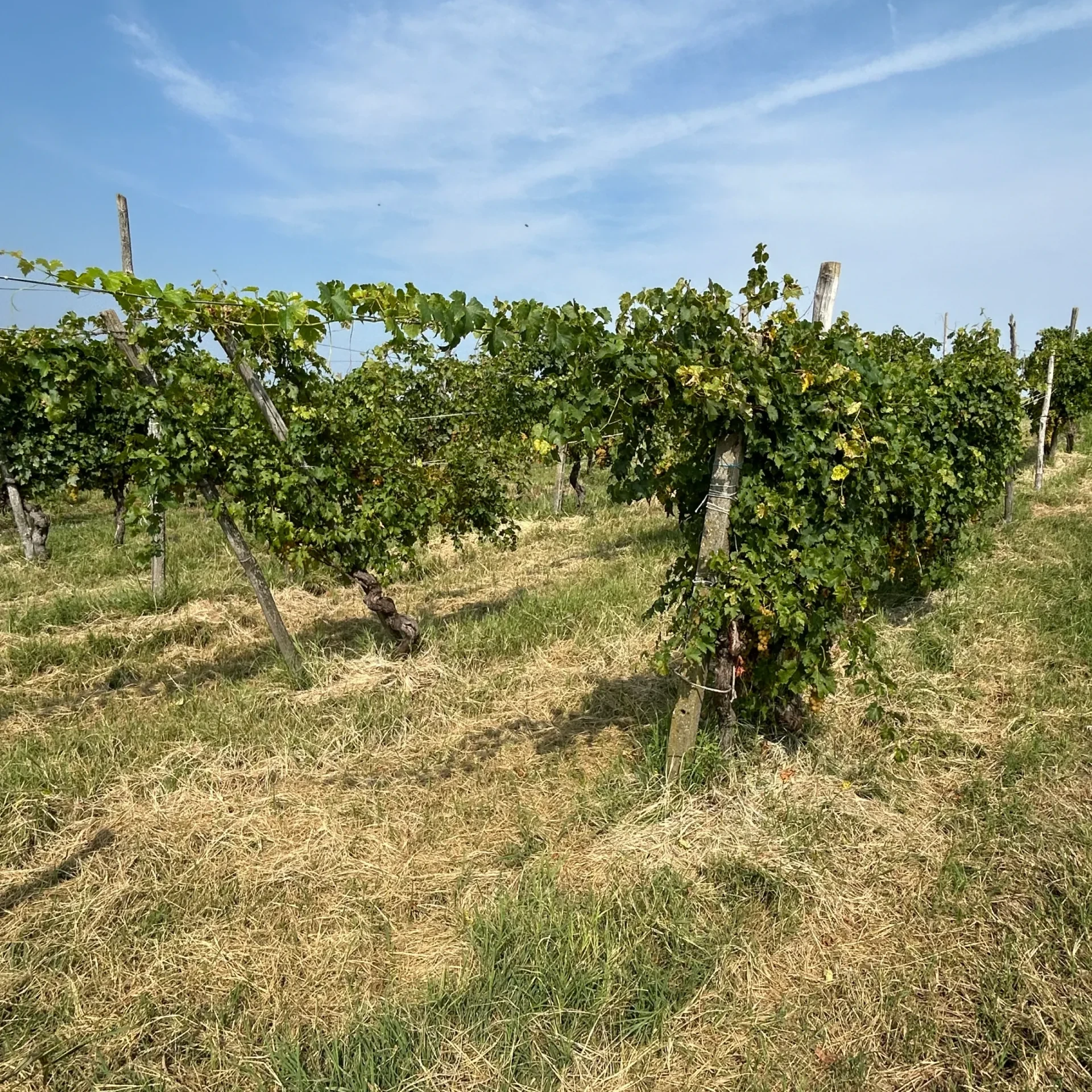 vigne oltrepò pavese azienda agricola orlandi