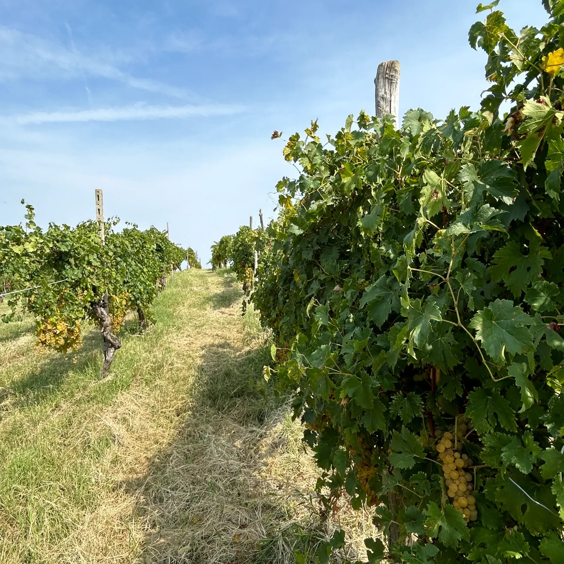 vigne oltrepò pavese azienda agricola orlandi