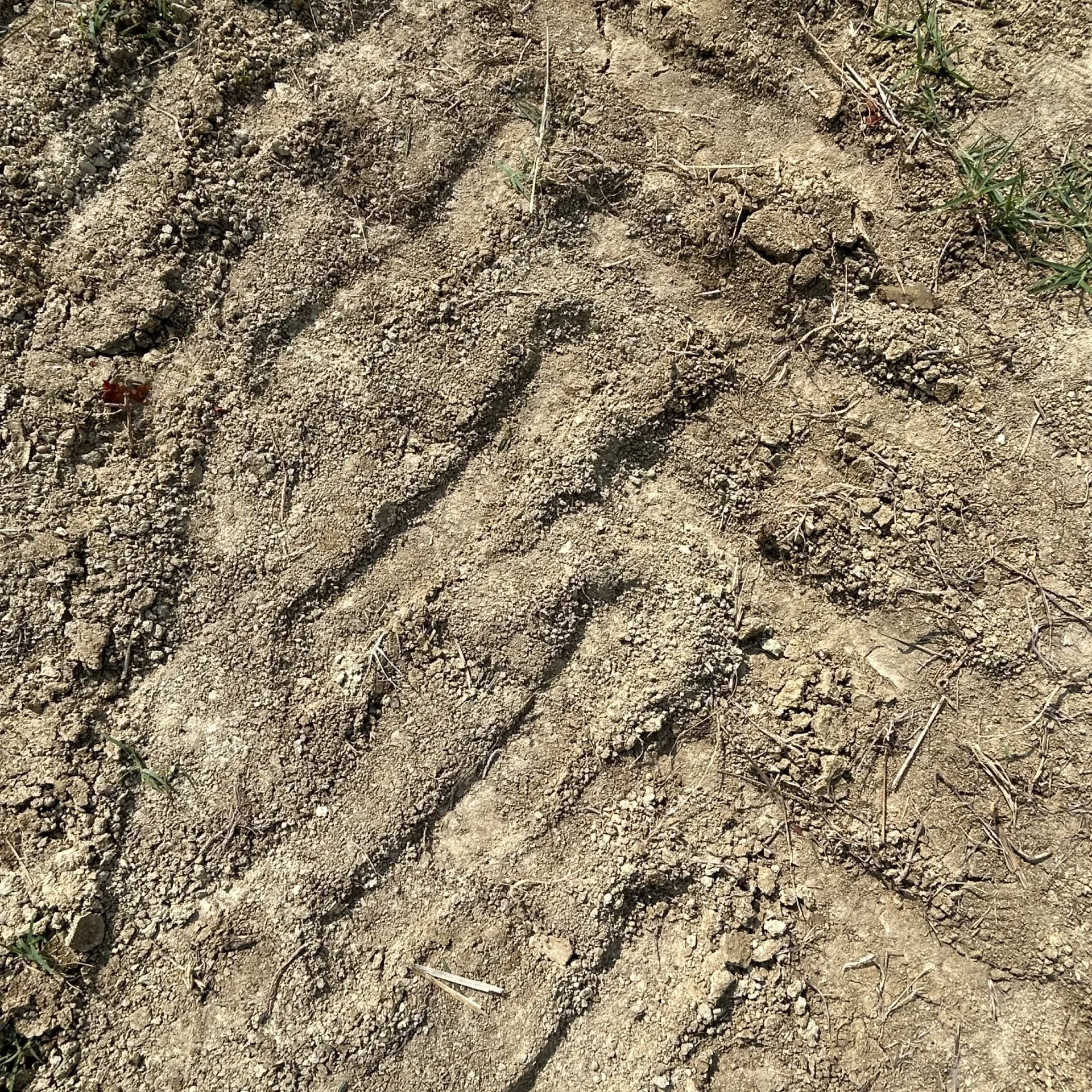 vigne oltrepò pavese azienda agricola orlandi