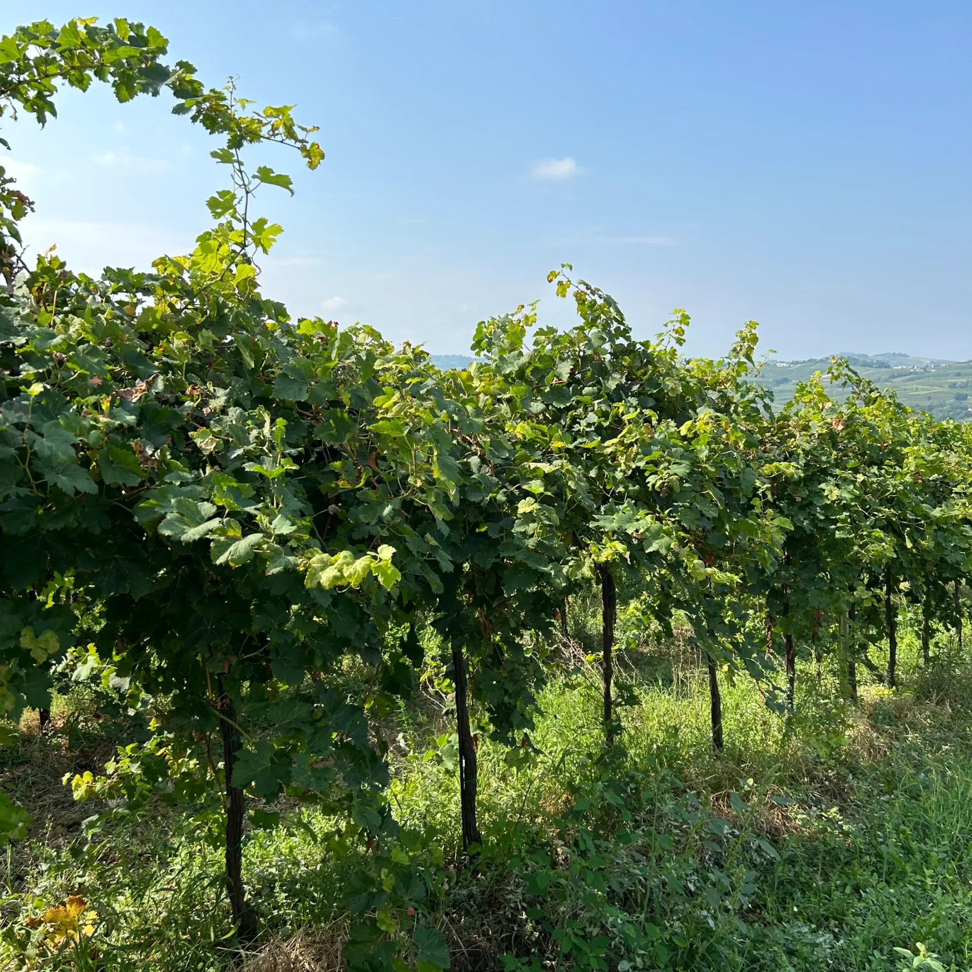 vigne oltrepò pavese azienda agricola orlandi