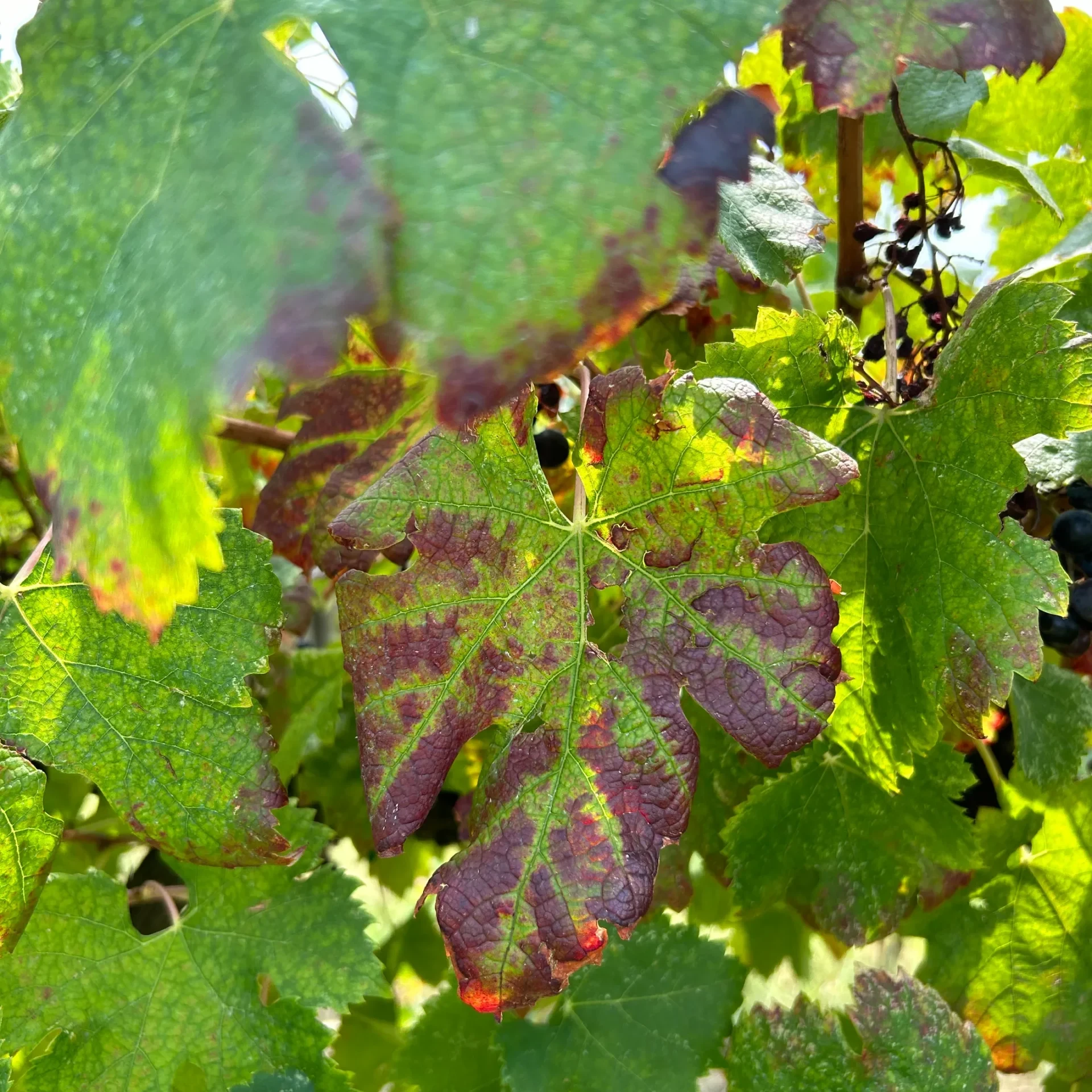 oltrepò pavese azienda agricola orlandi