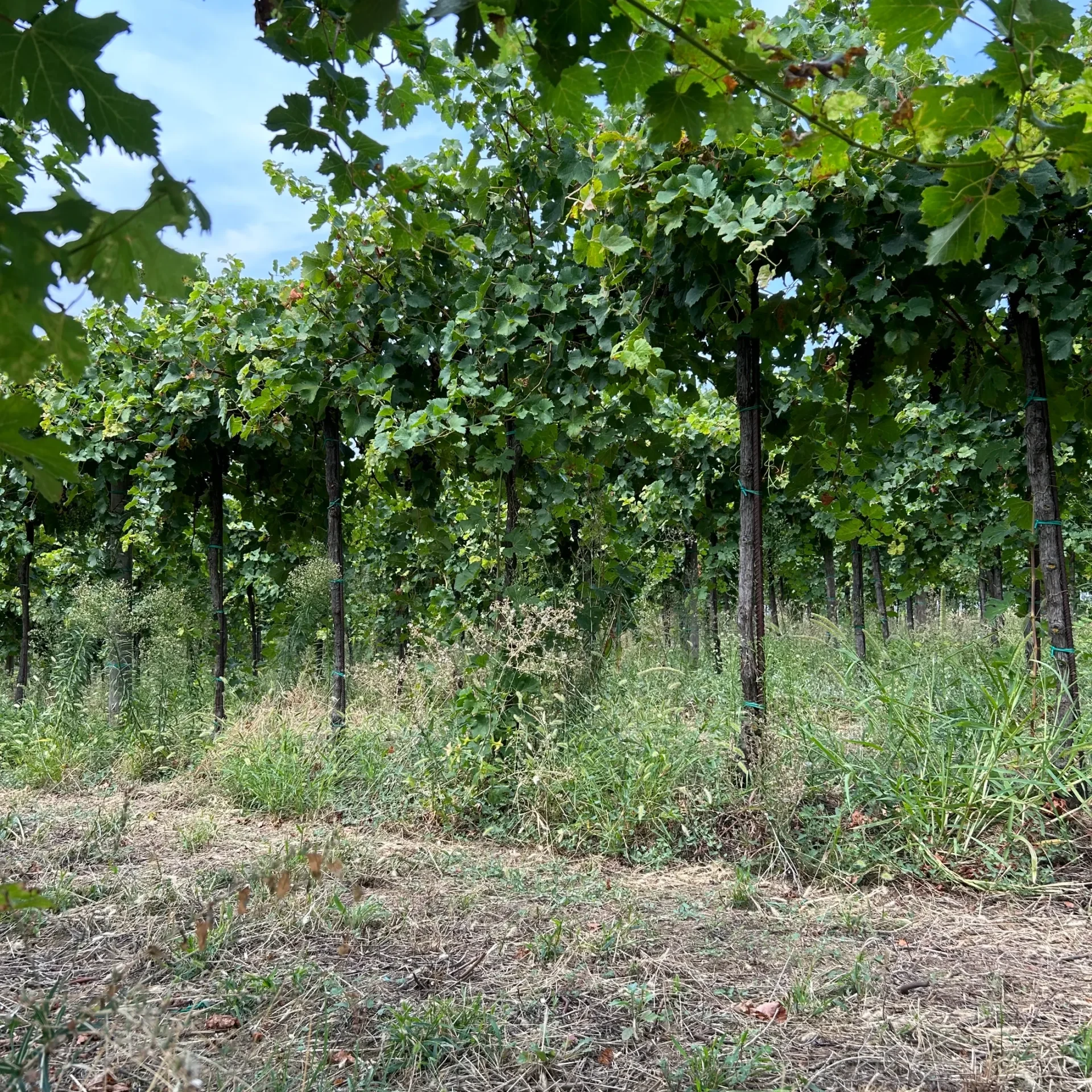 oltrepò pavese azienda agricola orlandi
